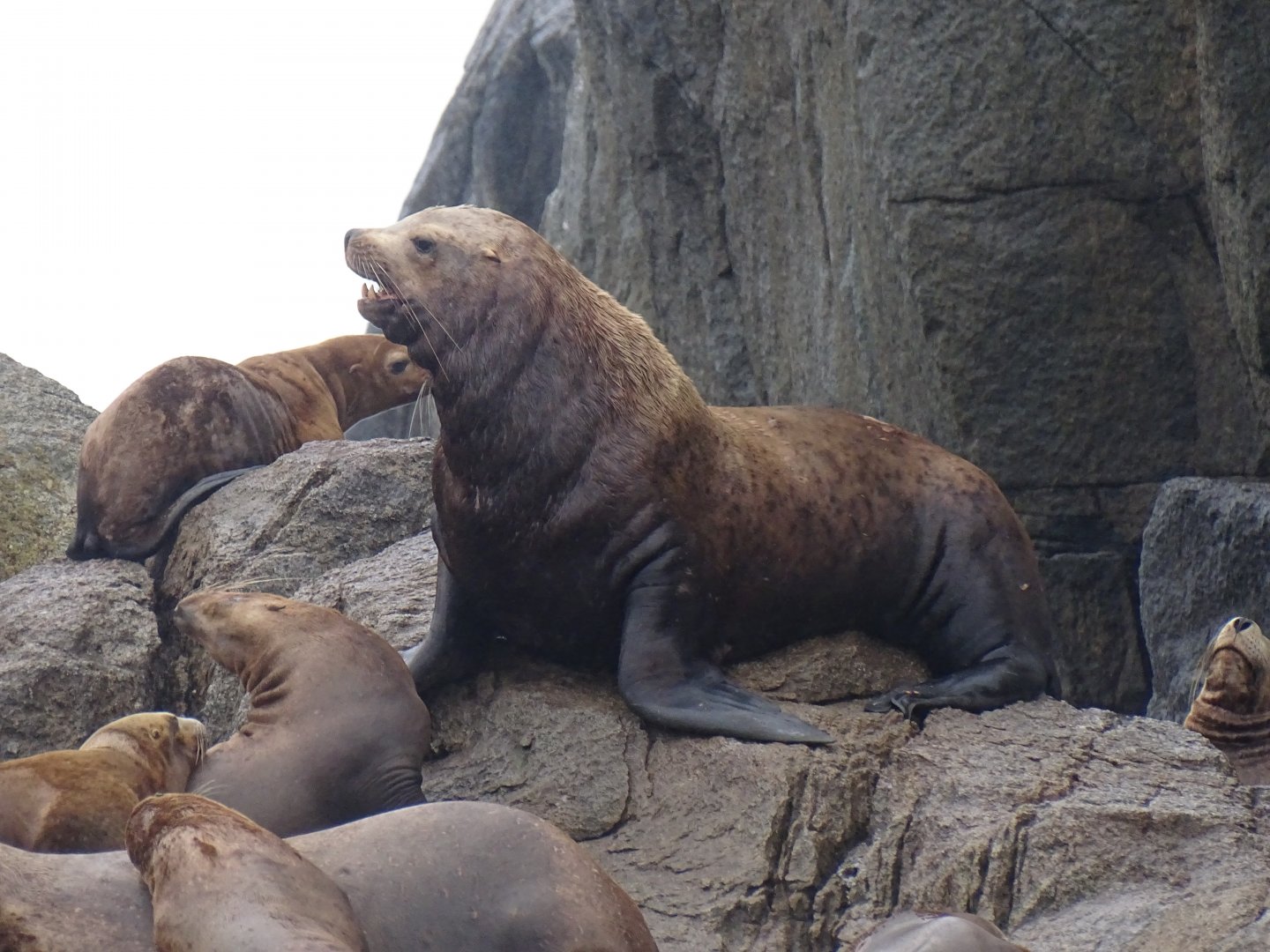 Steller sea lion (Eumetopias jubatus)