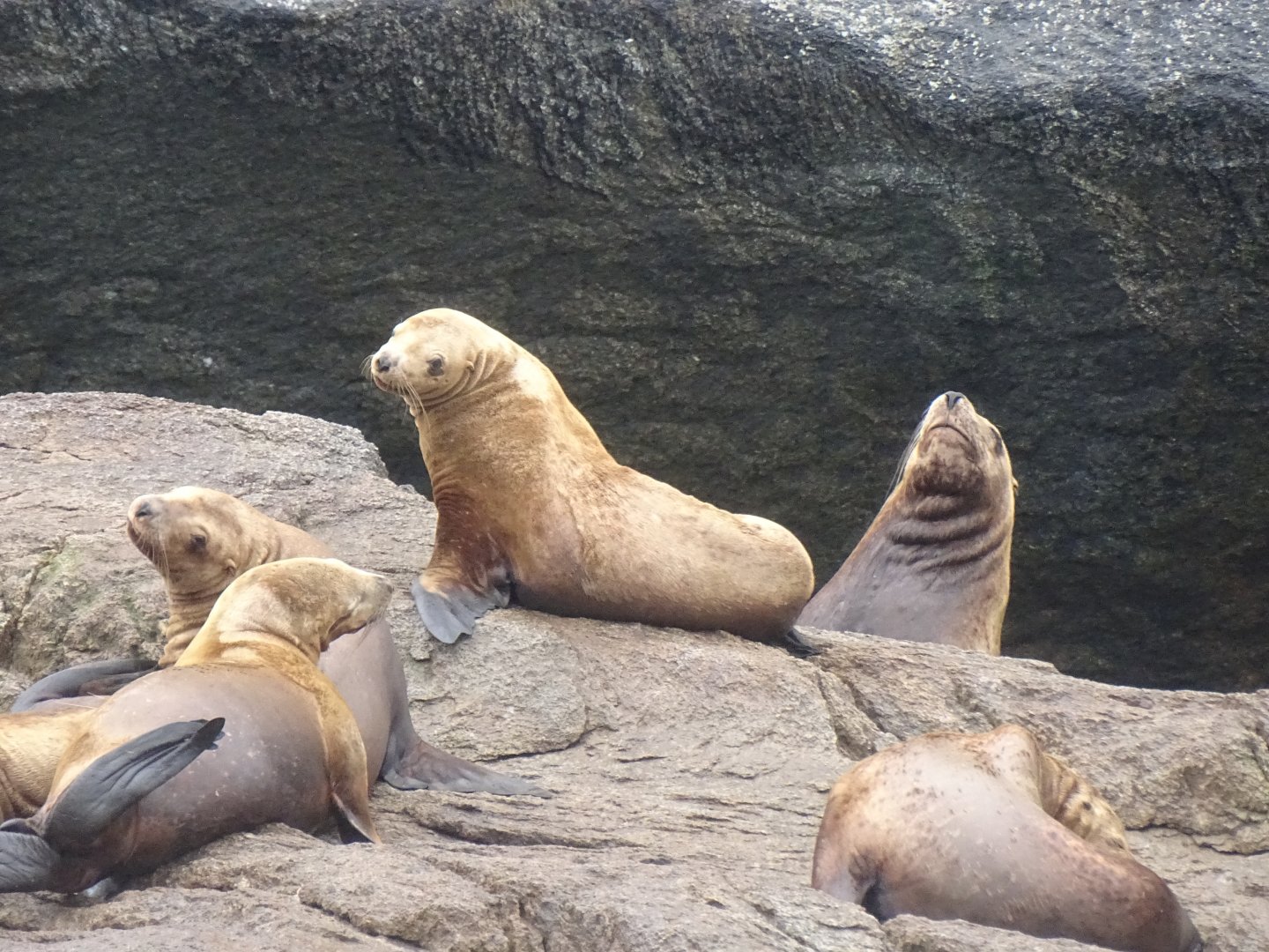 Steller sea lion (Eumetopias jubatus)