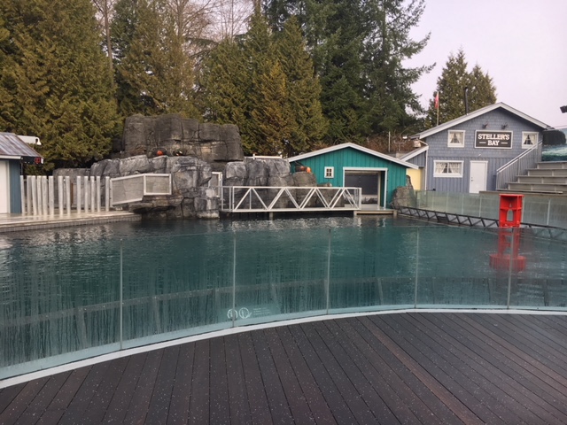 Steller Sea Lion Exhibit - New in 2017 (old Beluga Whale tank)