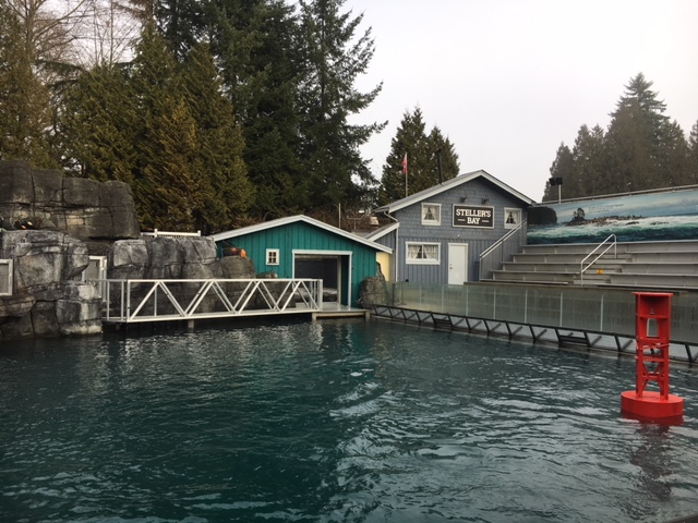 Steller Sea Lion Exhibit - New in 2017 (old Beluga Whale tank)