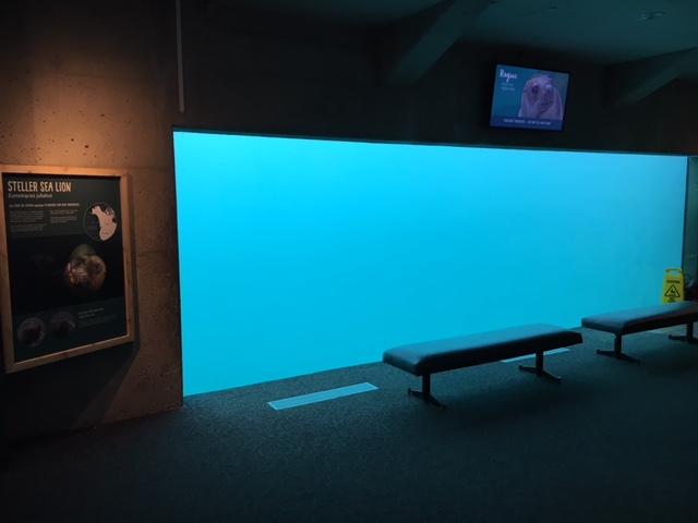 Steller Sea Lion Exhibit - New in 2017 (old Beluga Whale tank)