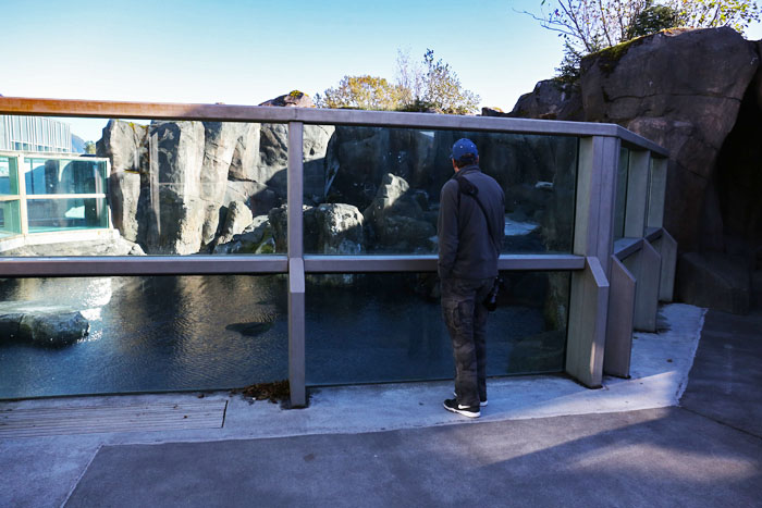 Steller sea lion exhibit
