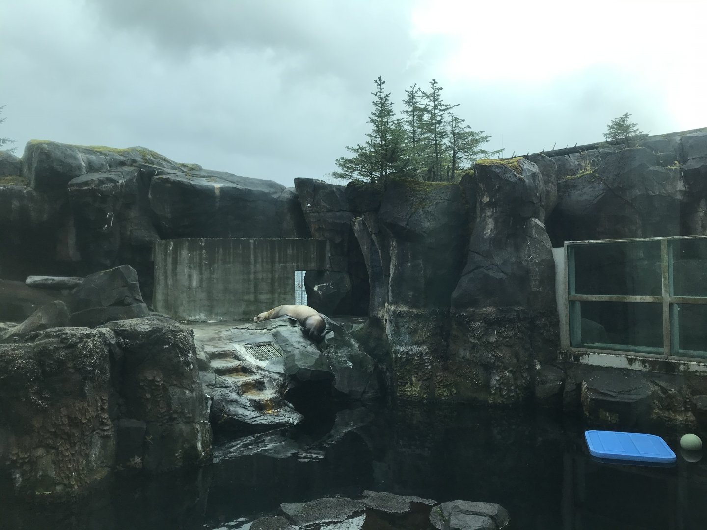 Steller Sea Lion Exhibit