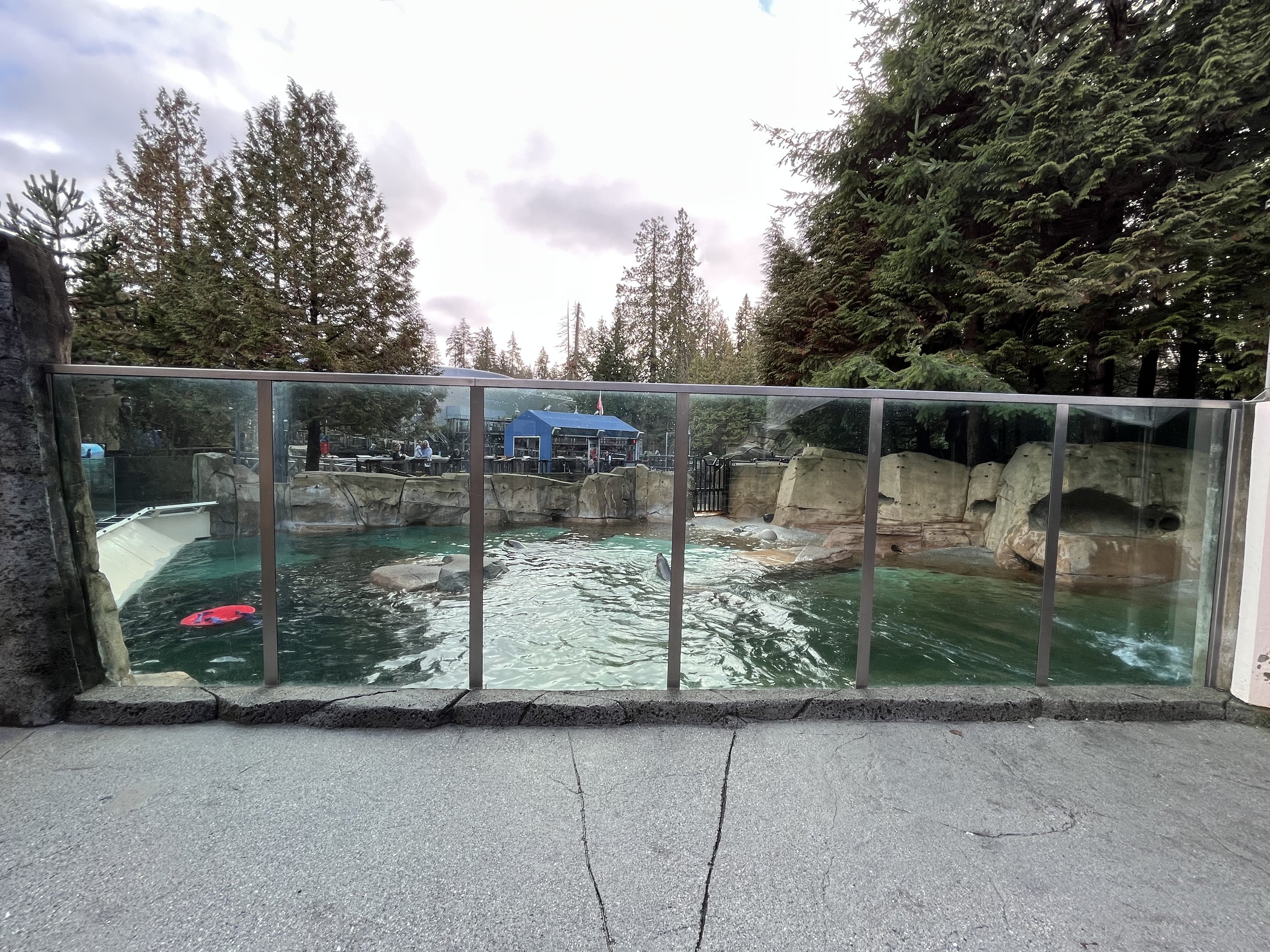 Steller Sea Lion Exhibit