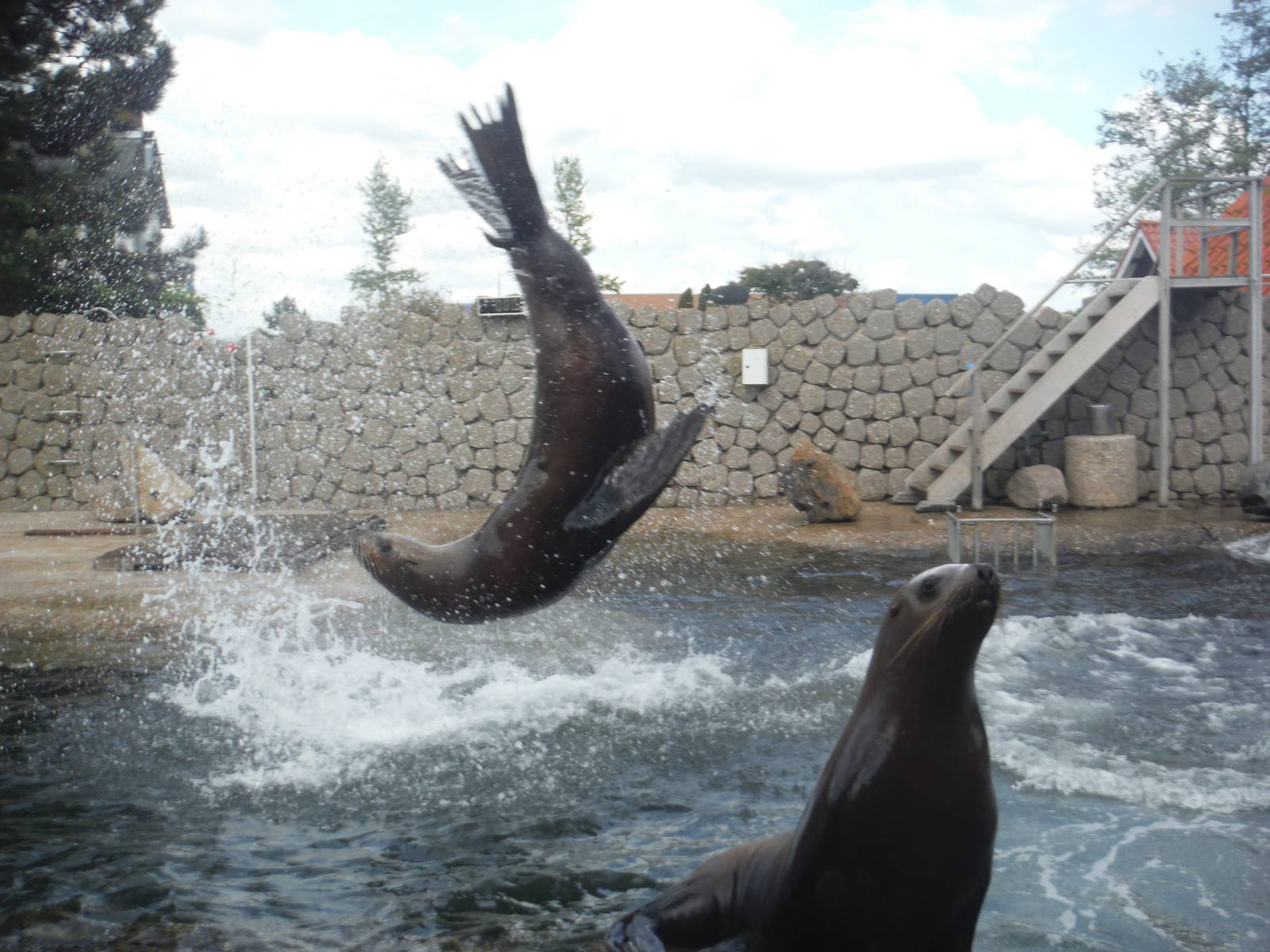 Steller Sea Lion Flip.