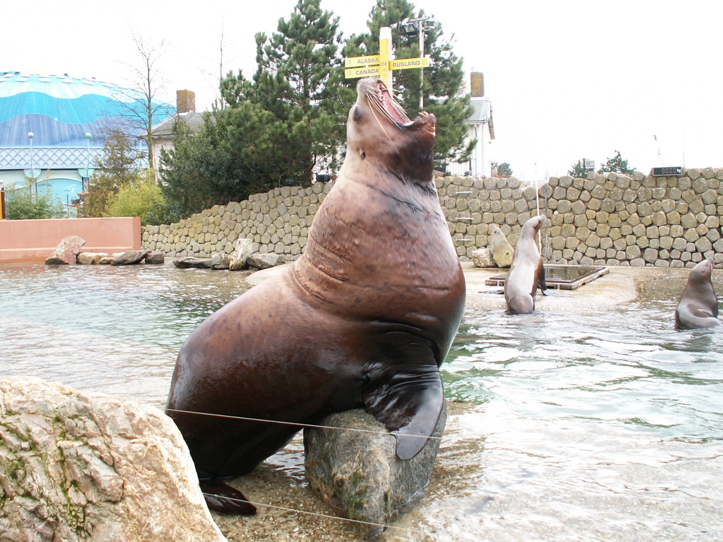 Steller sea lion - March 2009
