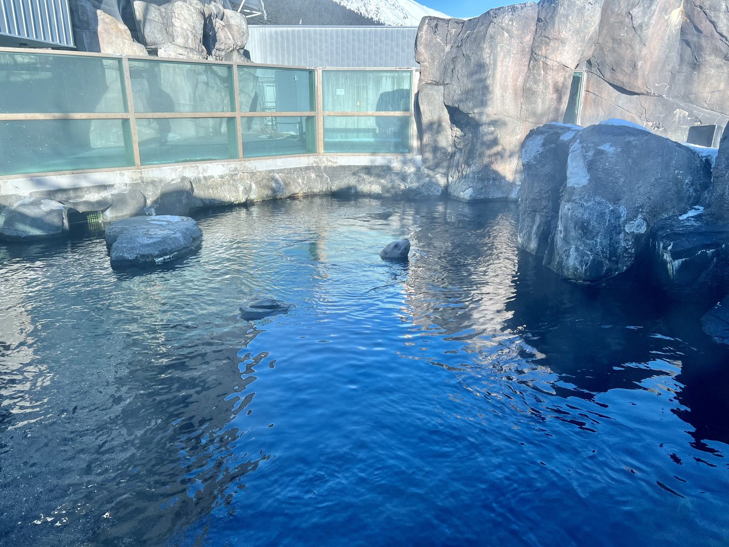 Steller Sea Lion pool