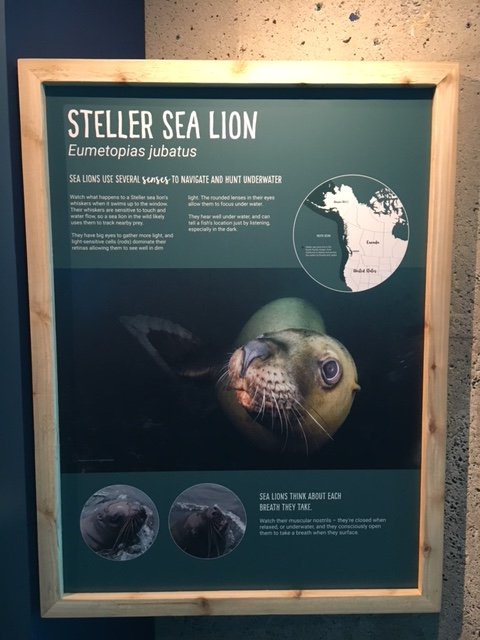 Steller Sea Lion Sign (4-Feet High) - New in 2017