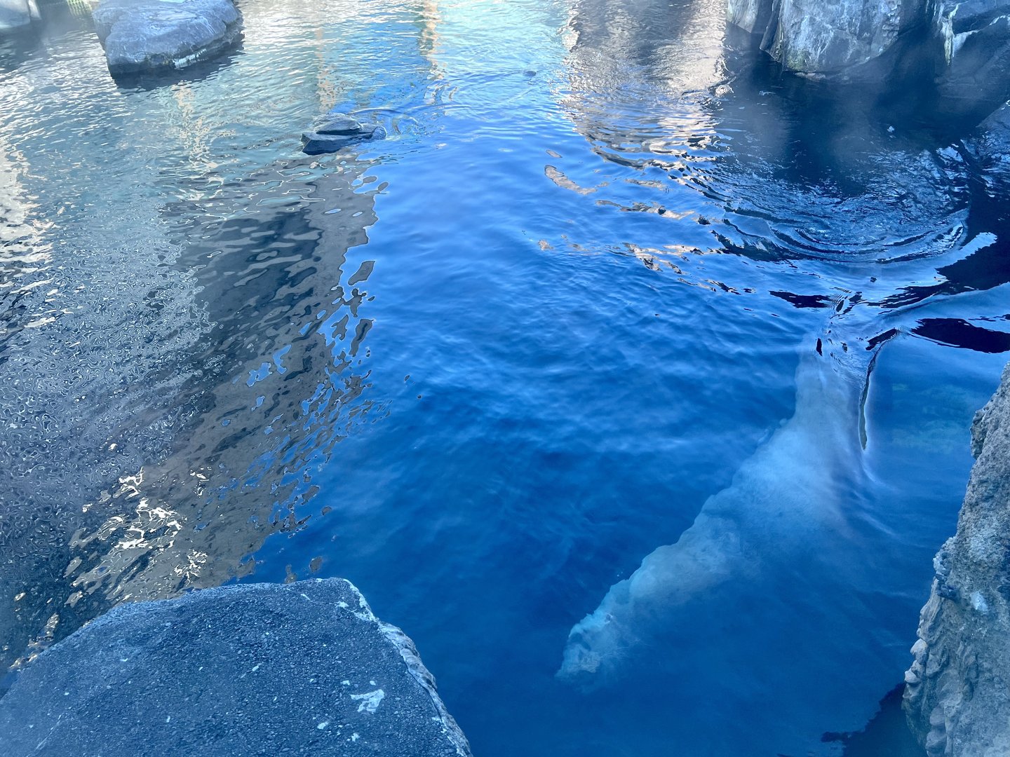 Steller Sea Lion submerged