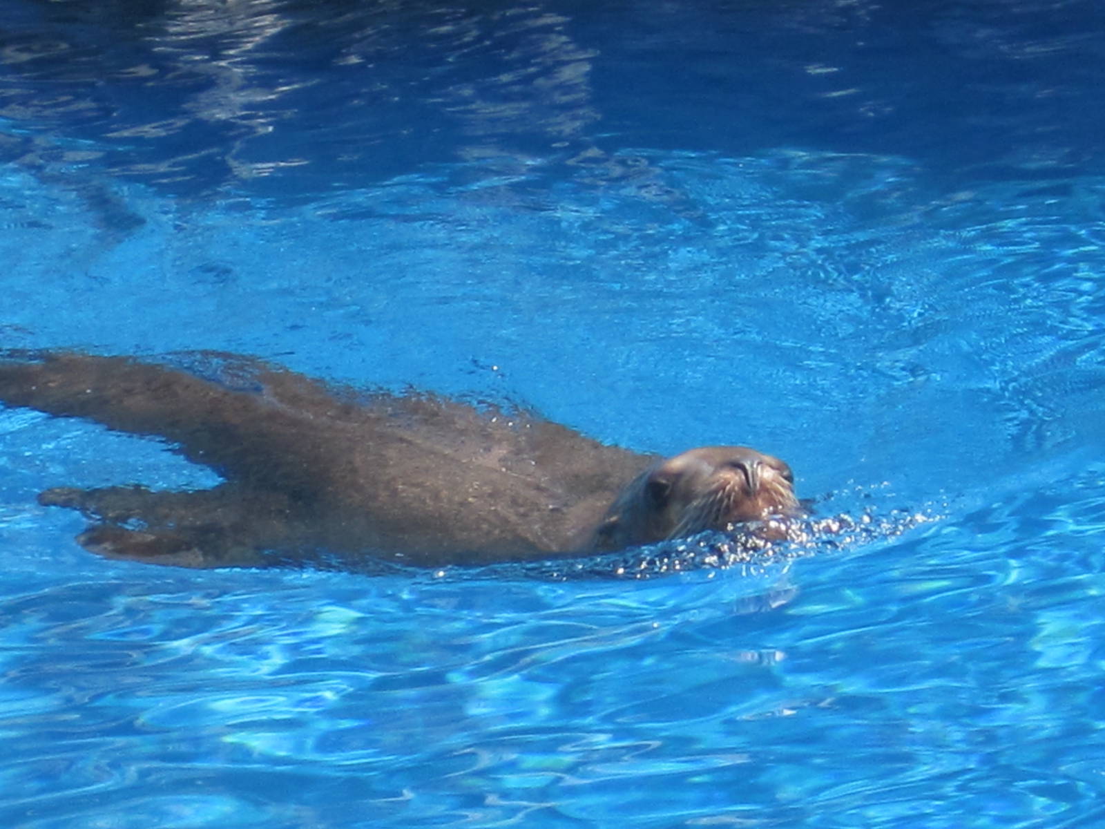 Steller Sea Lion Swimming