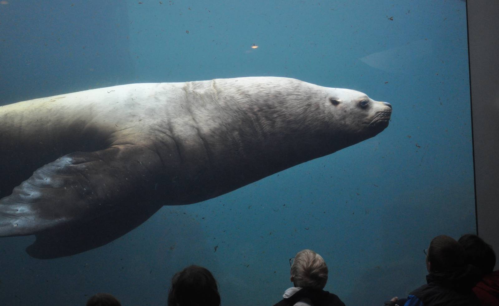 Steller Sea Lion - Underwater View