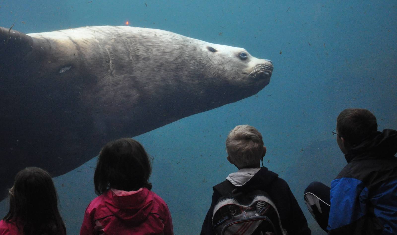 Steller Sea Lion Underwater Viewing Area