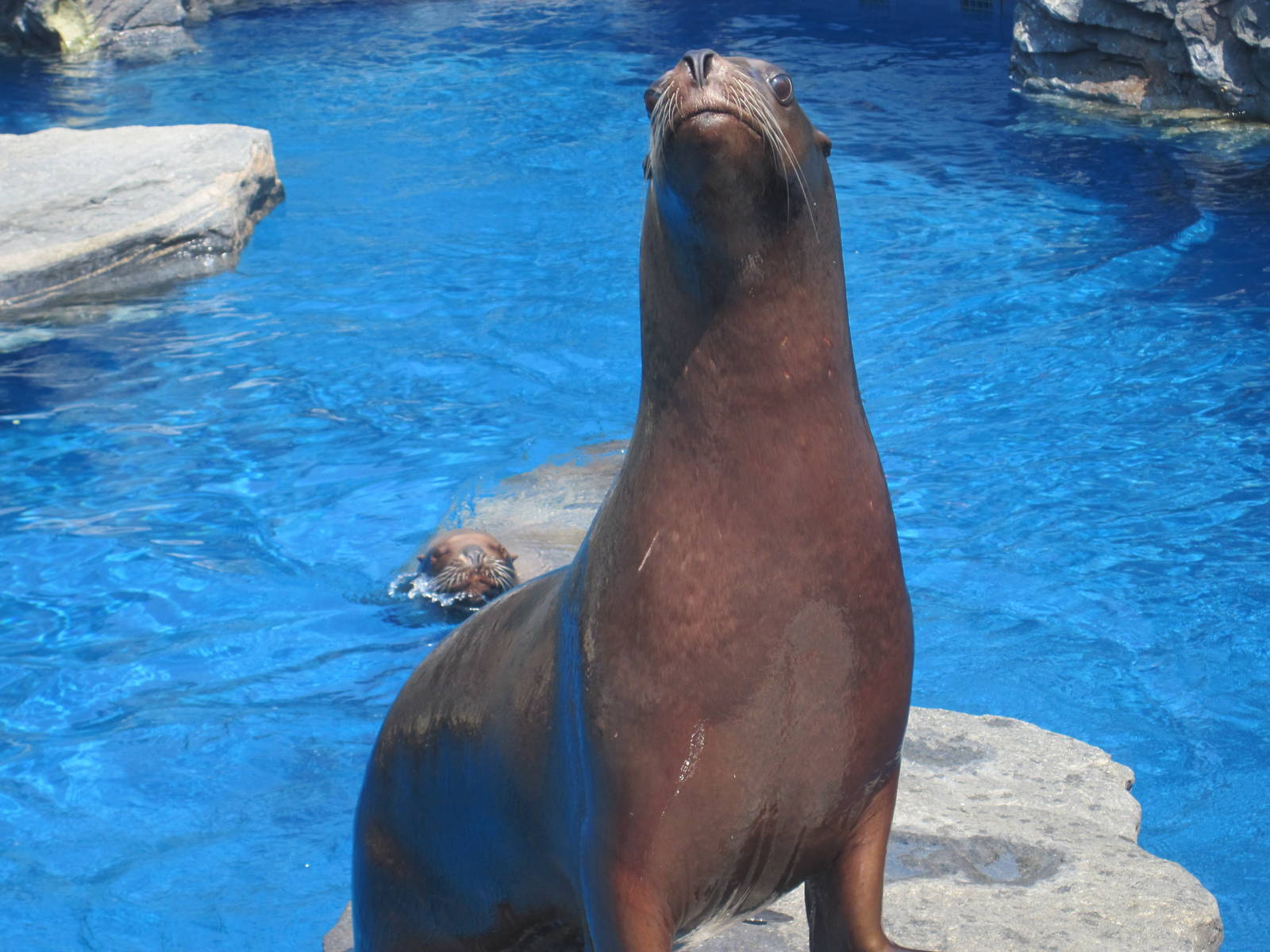 Steller Sea Lion