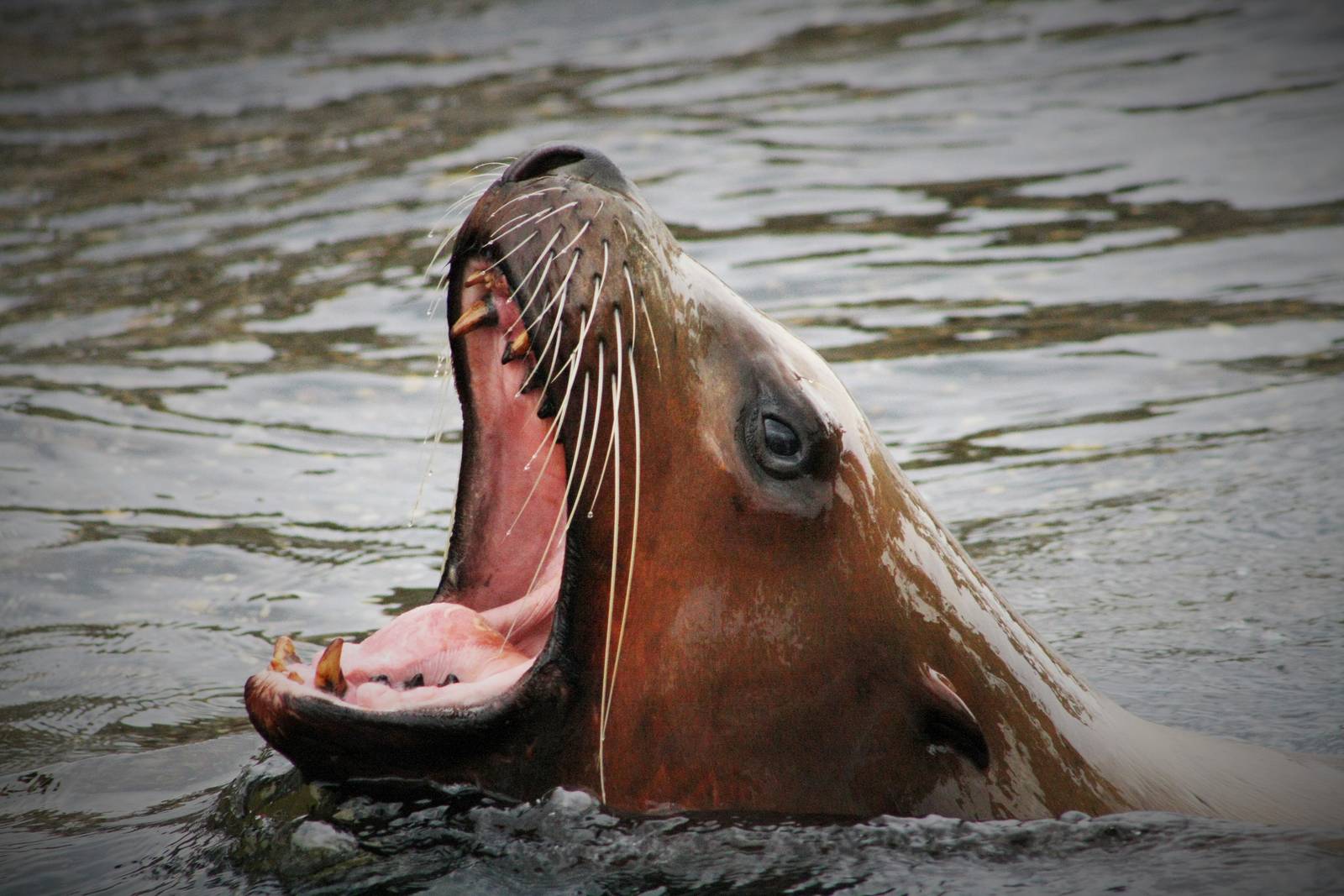 Steller Sea Lion