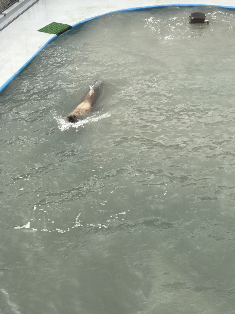 Steller Sea Lion