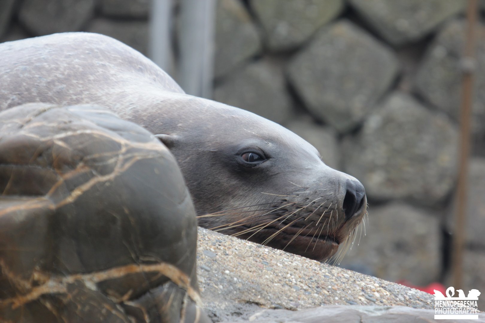 Steller sea lion