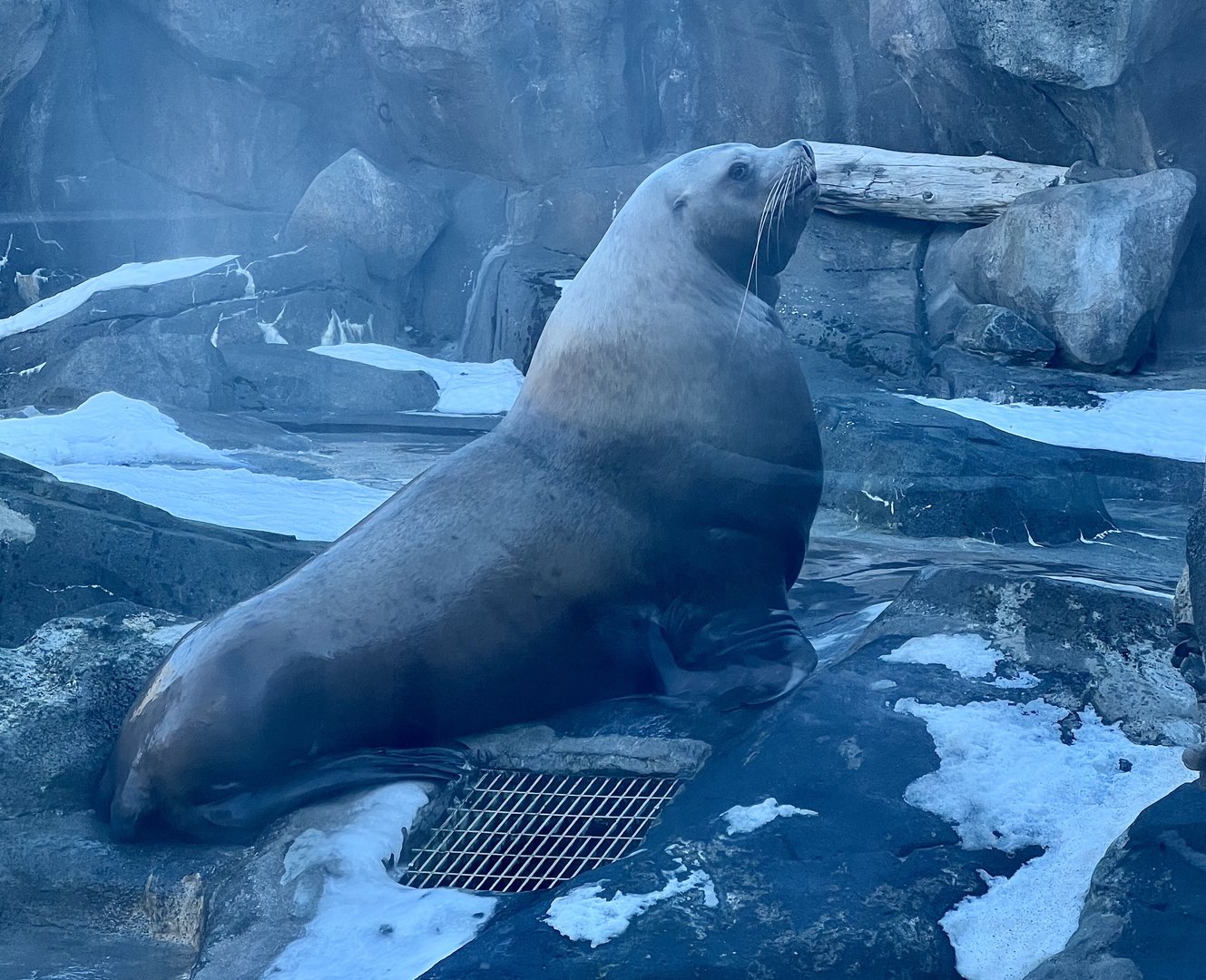 Steller Sea Lion
