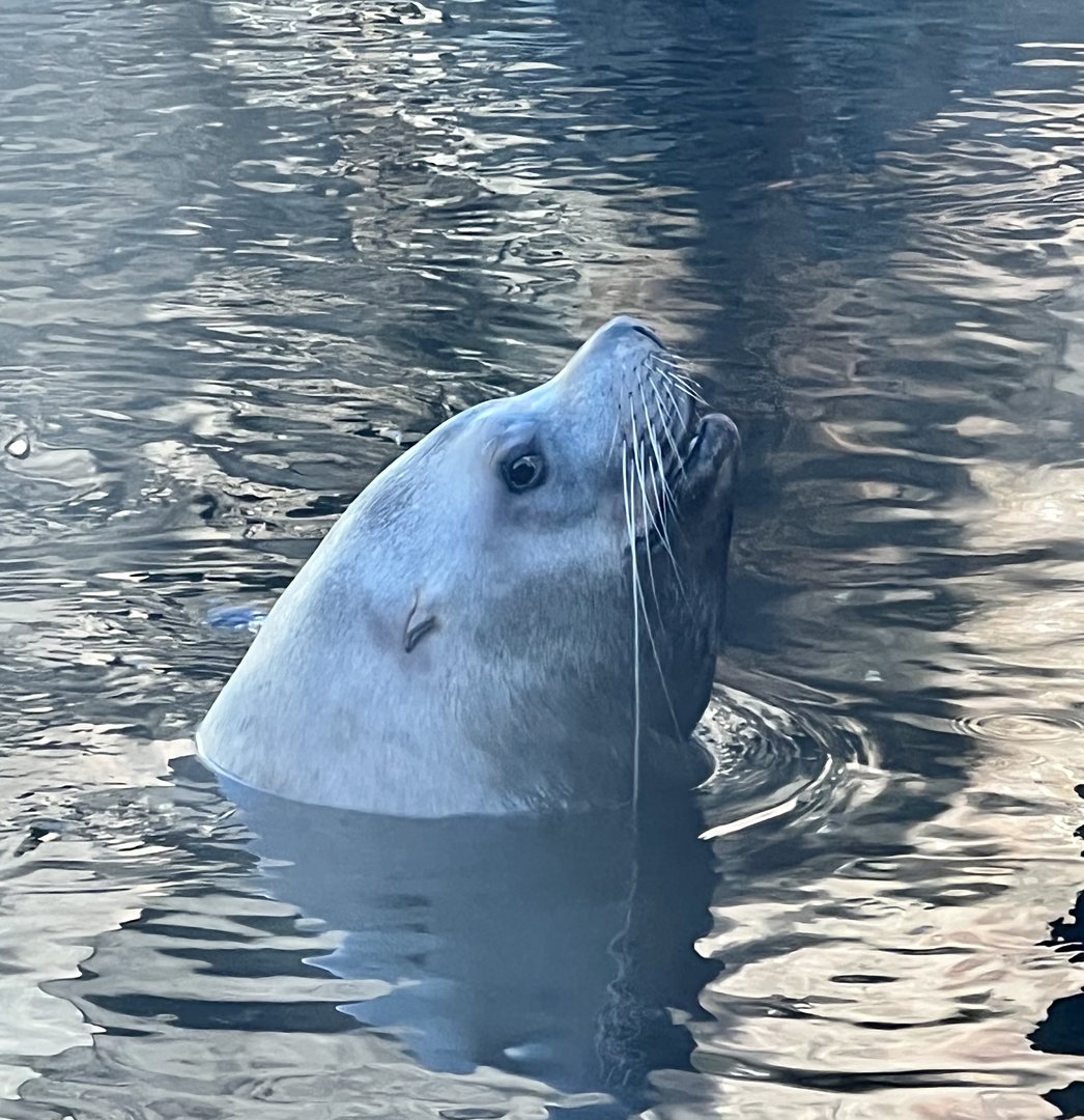 Steller Sea Lion
