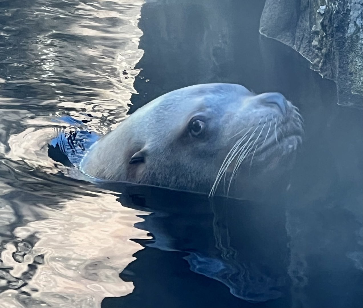 Steller Sea Lion