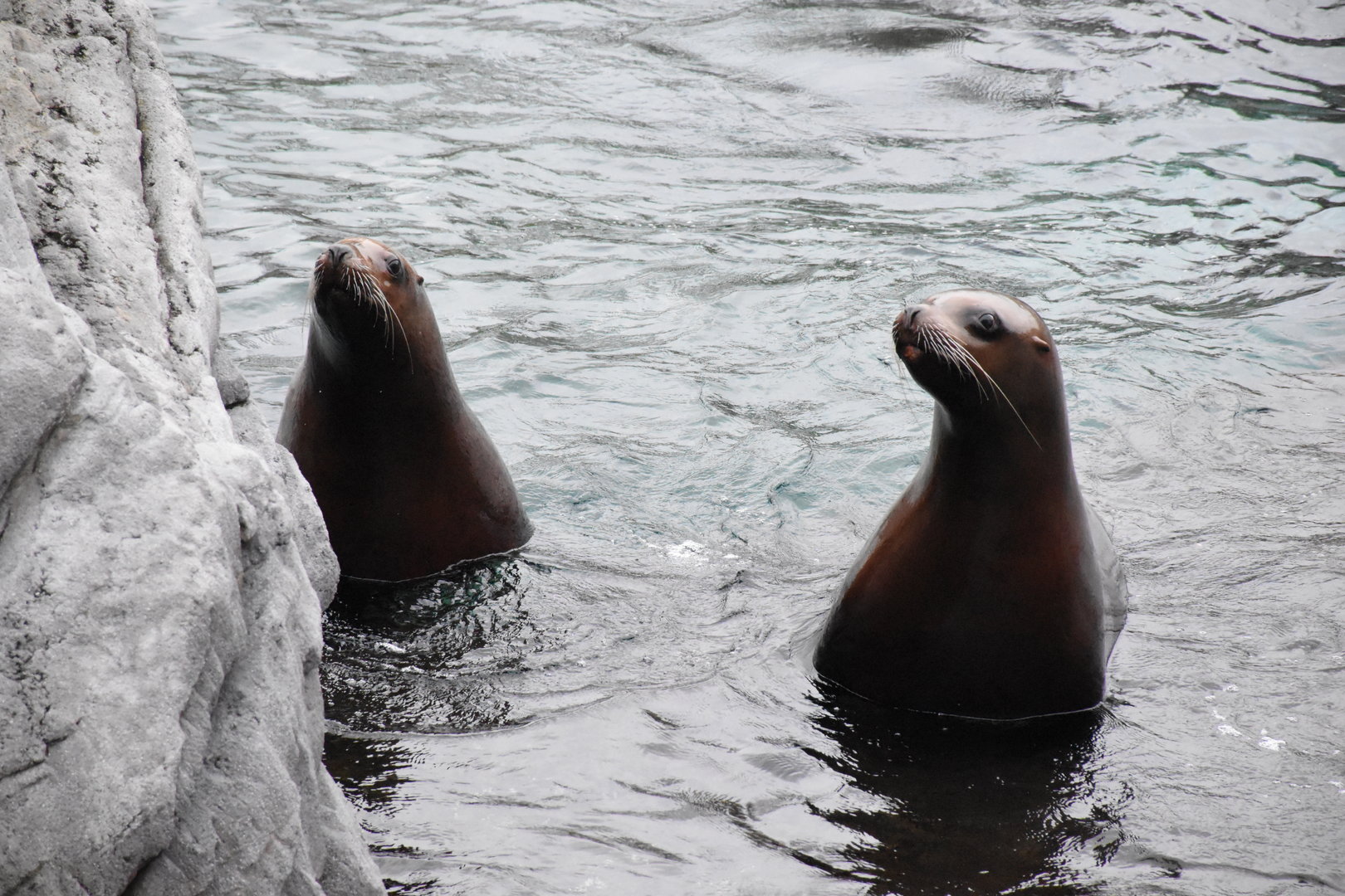 Steller sea lion