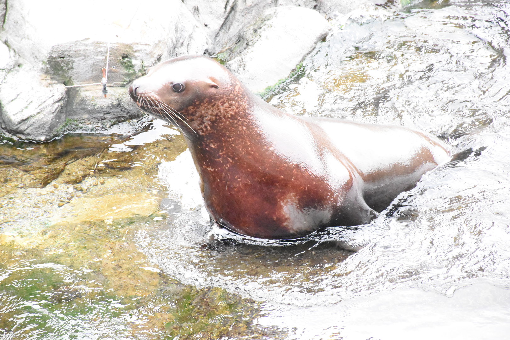 Steller sea lion