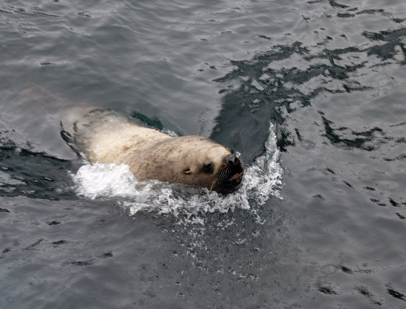 Steller Sea Lion