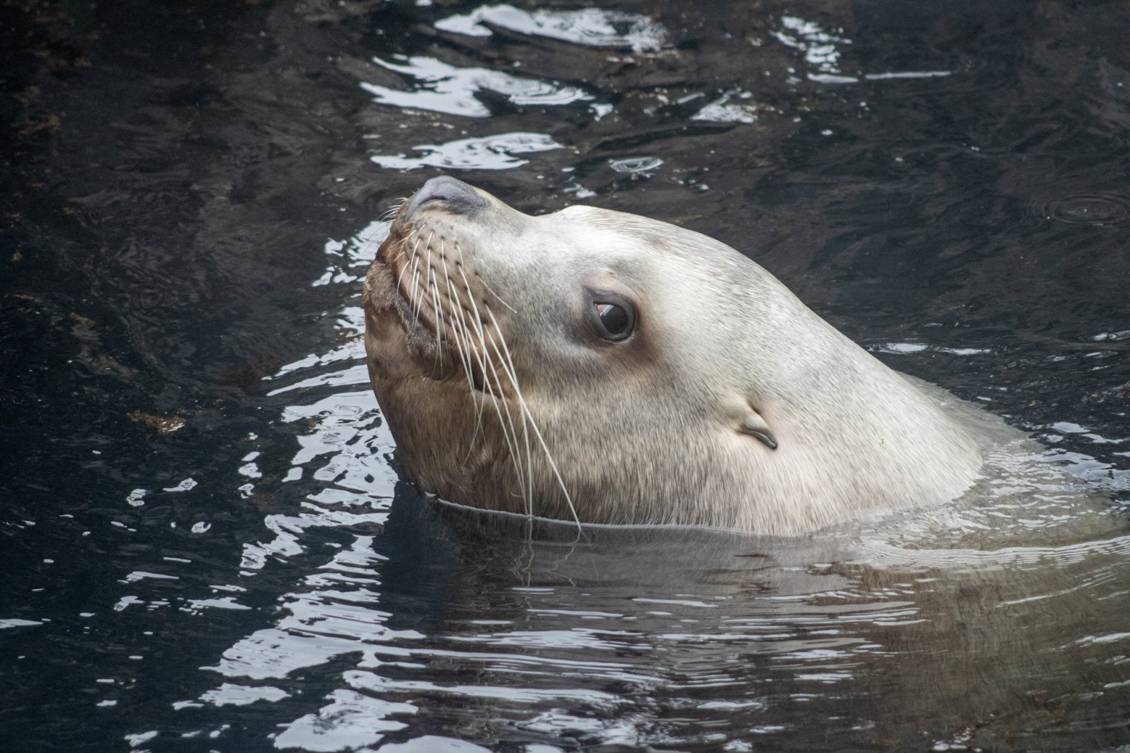 Steller Sea Lion