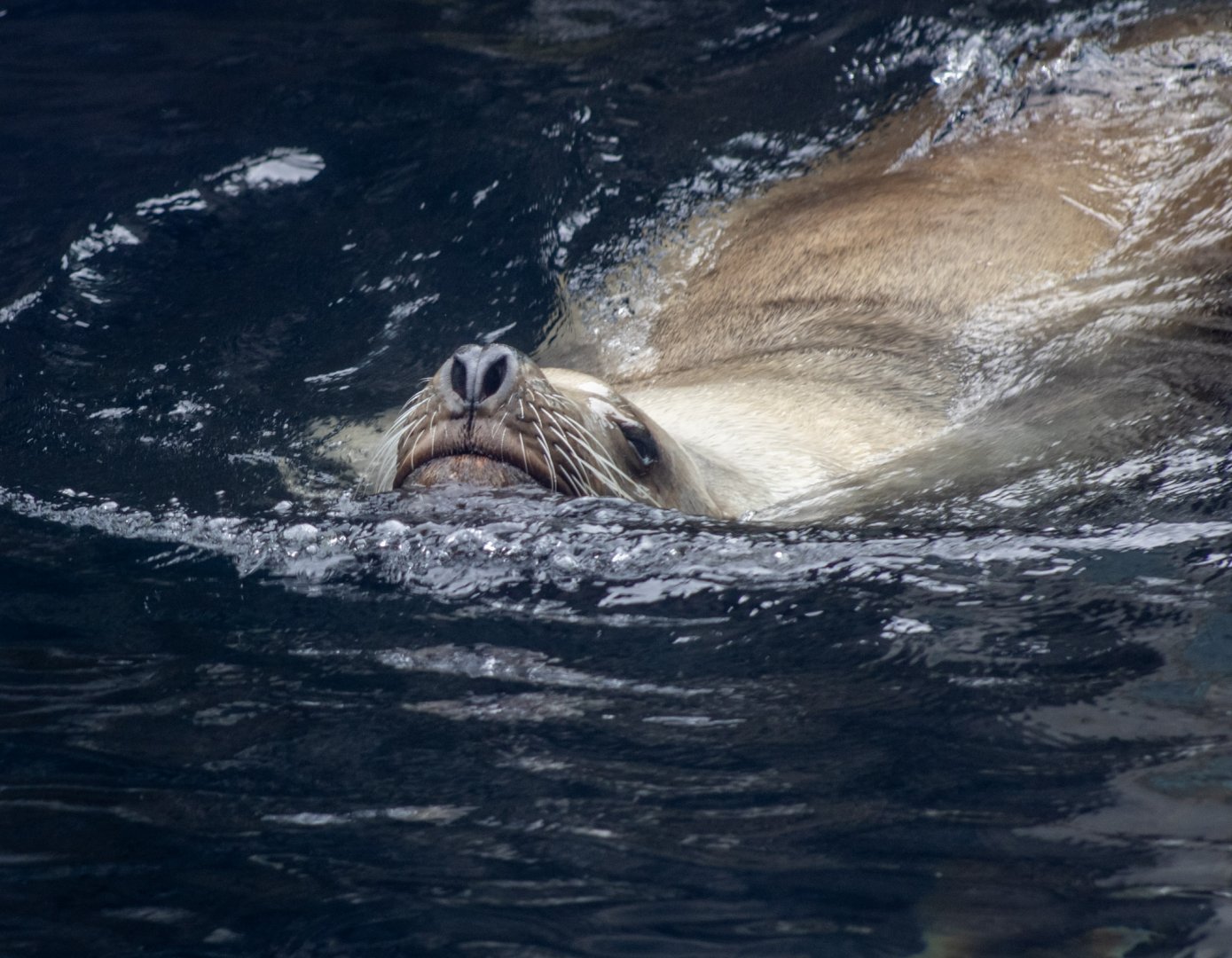 Steller Sea Lion
