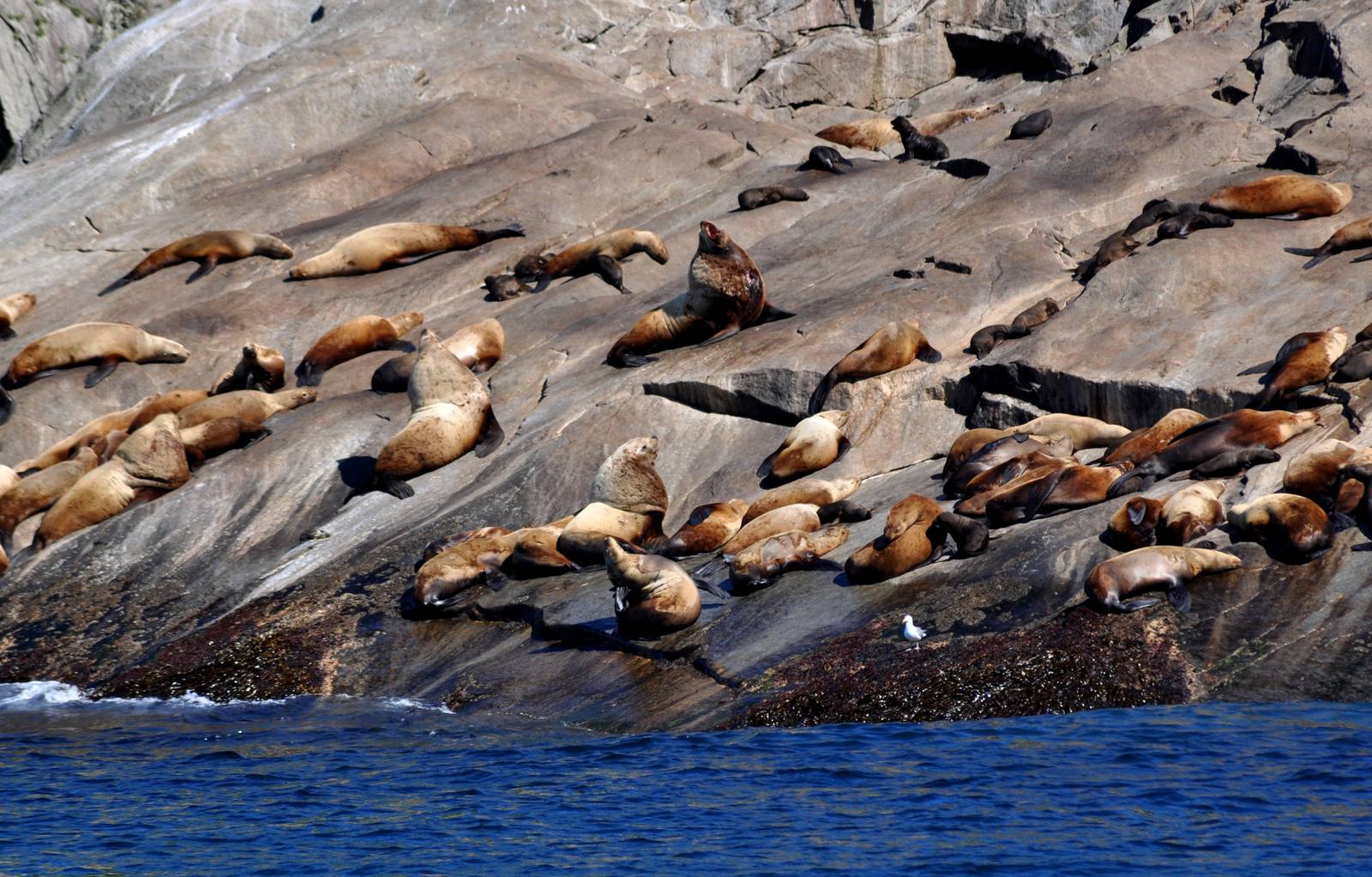 Steller Sea Lions - Alaska