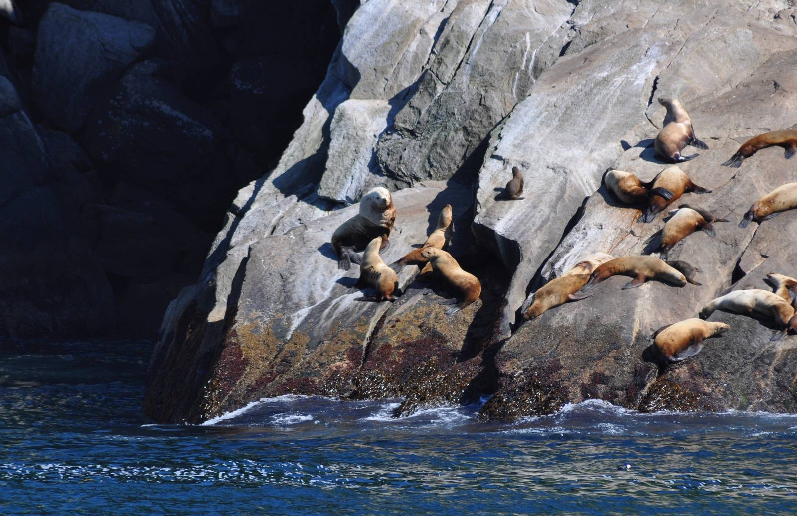 Steller Sea Lions - Alaska