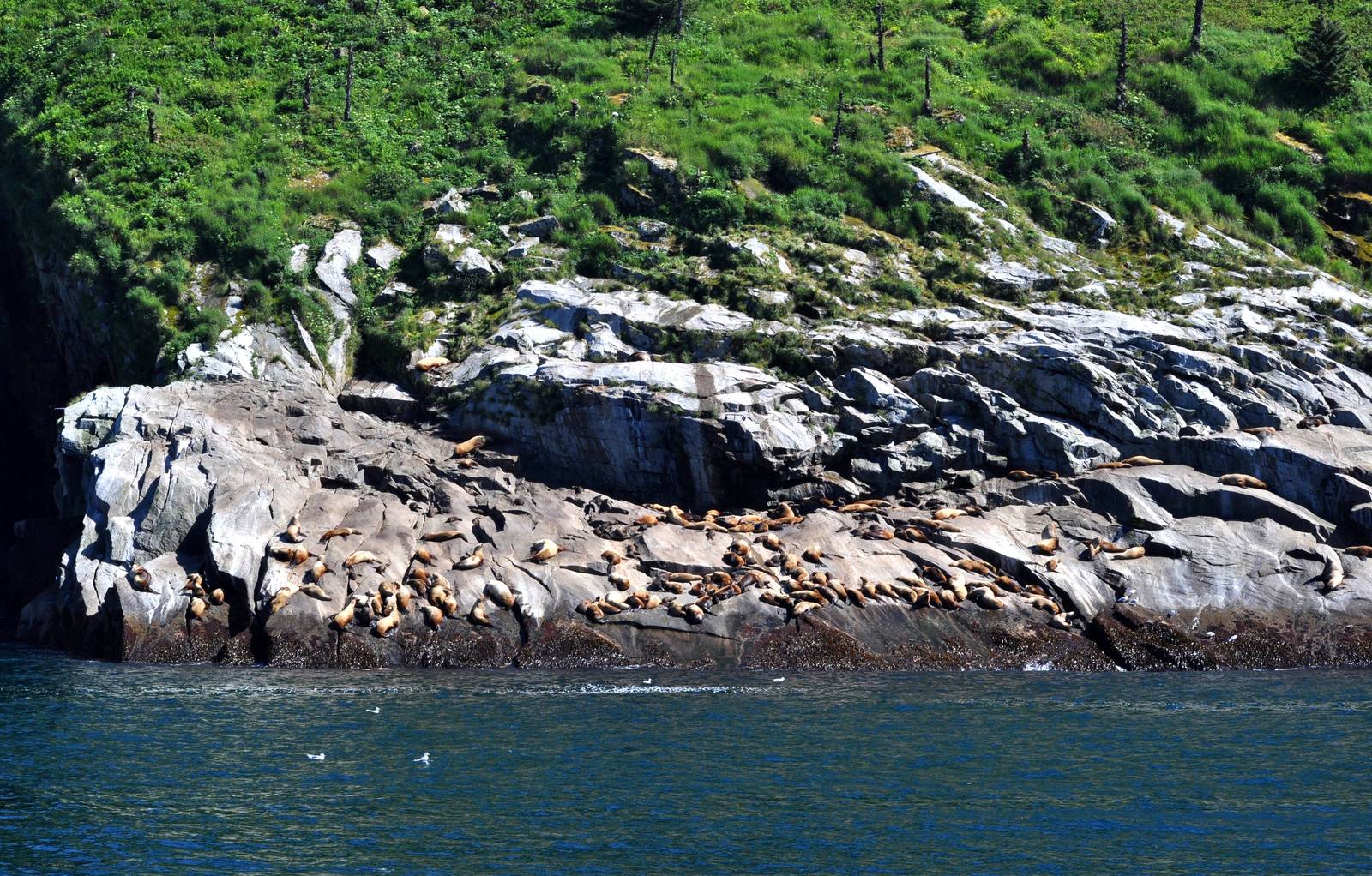 Steller Sea Lions - Alaska