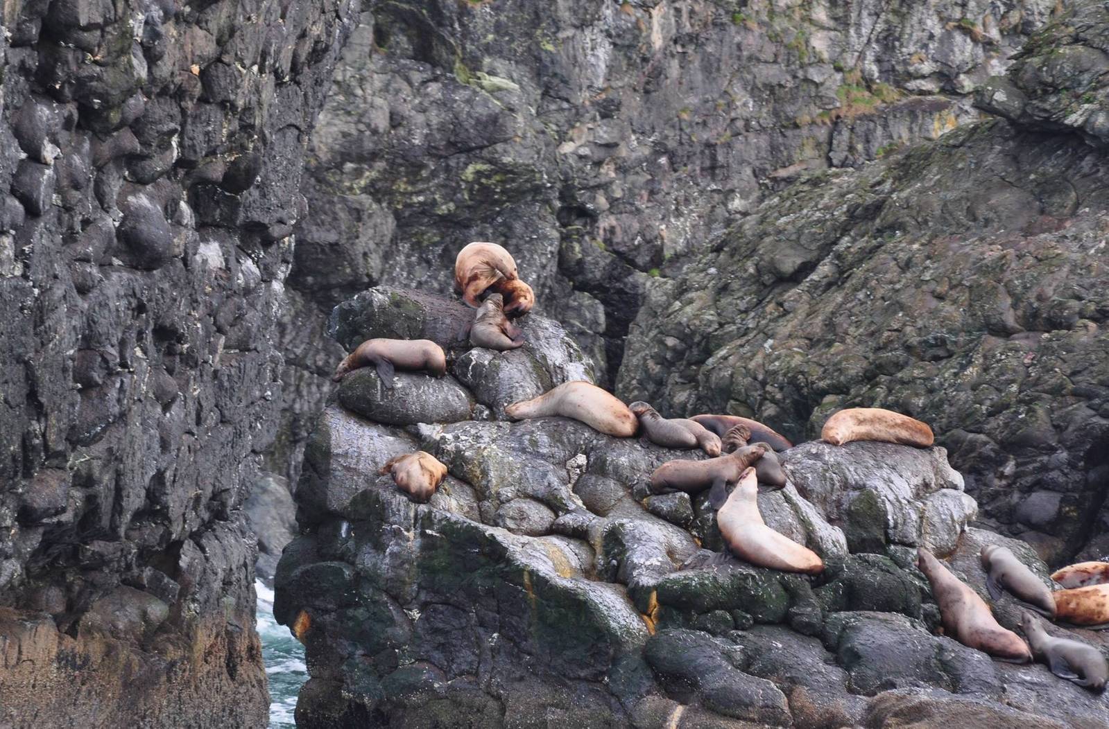 Steller Sea Lions - Alaska