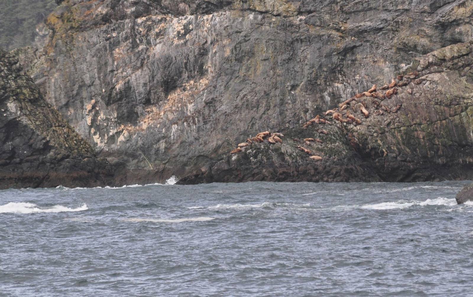 Steller Sea Lions - Alaska