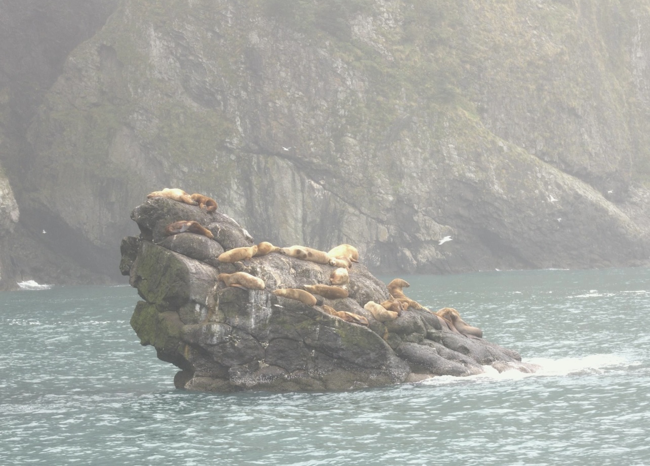 Steller Sea Lions - Alaska