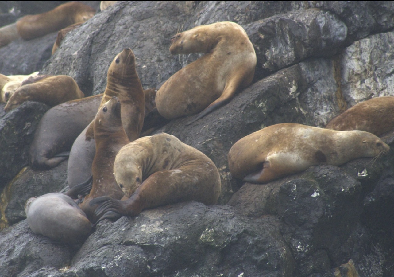 Steller Sea Lions - Alaska