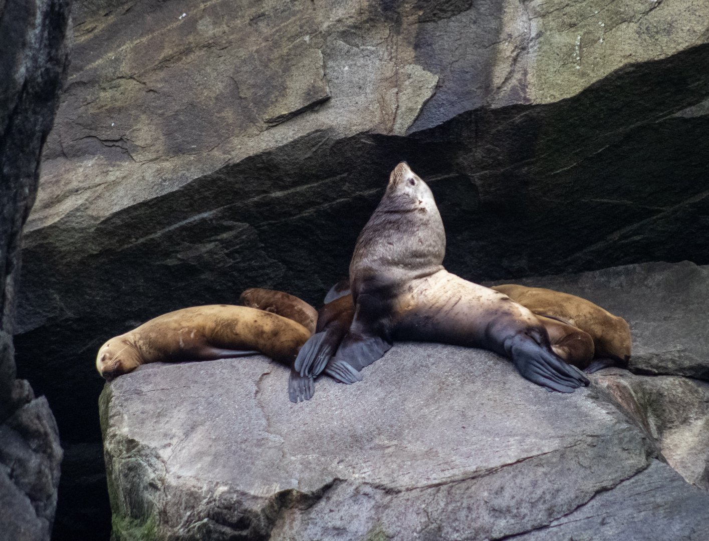 Steller Sea Lions - Alaska