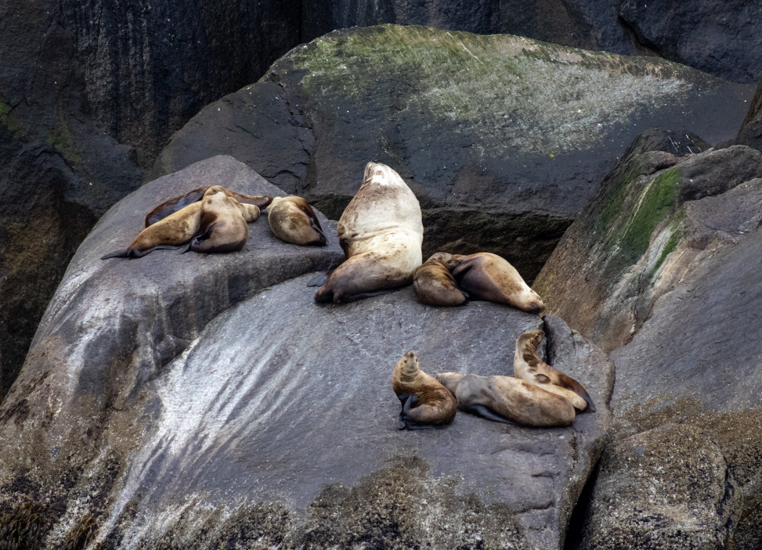 Steller Sea Lions - Alaska