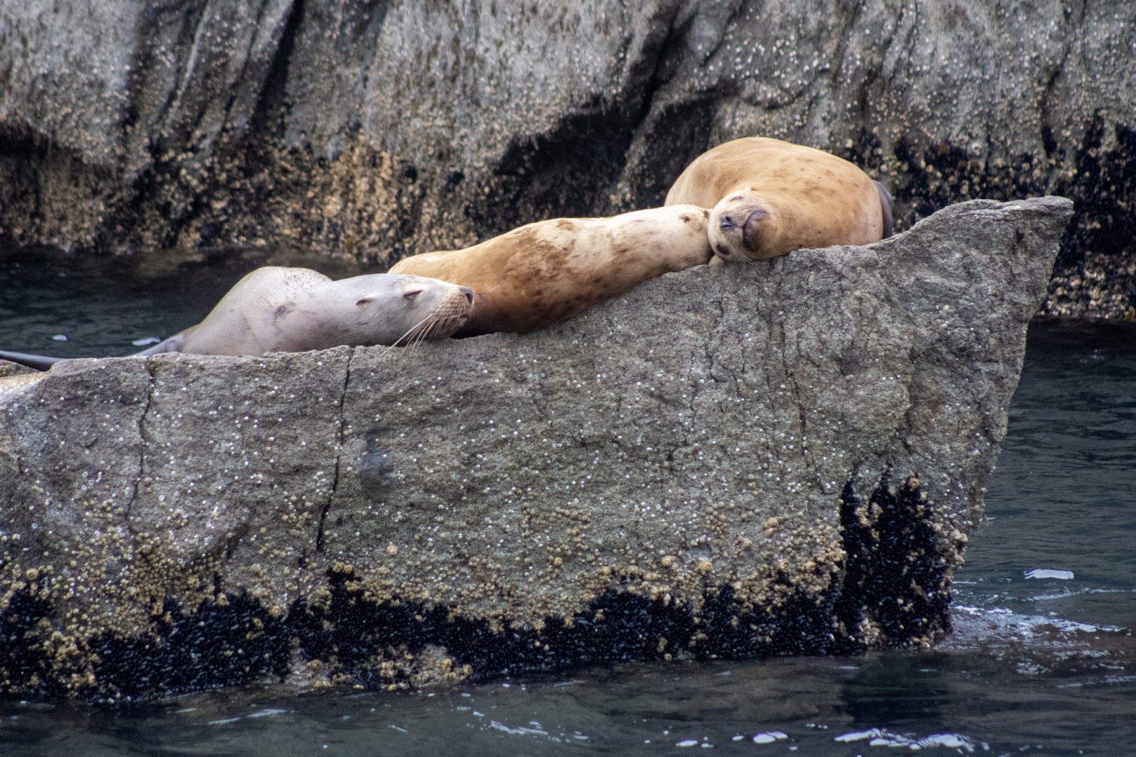 Steller Sea Lions - Alaska