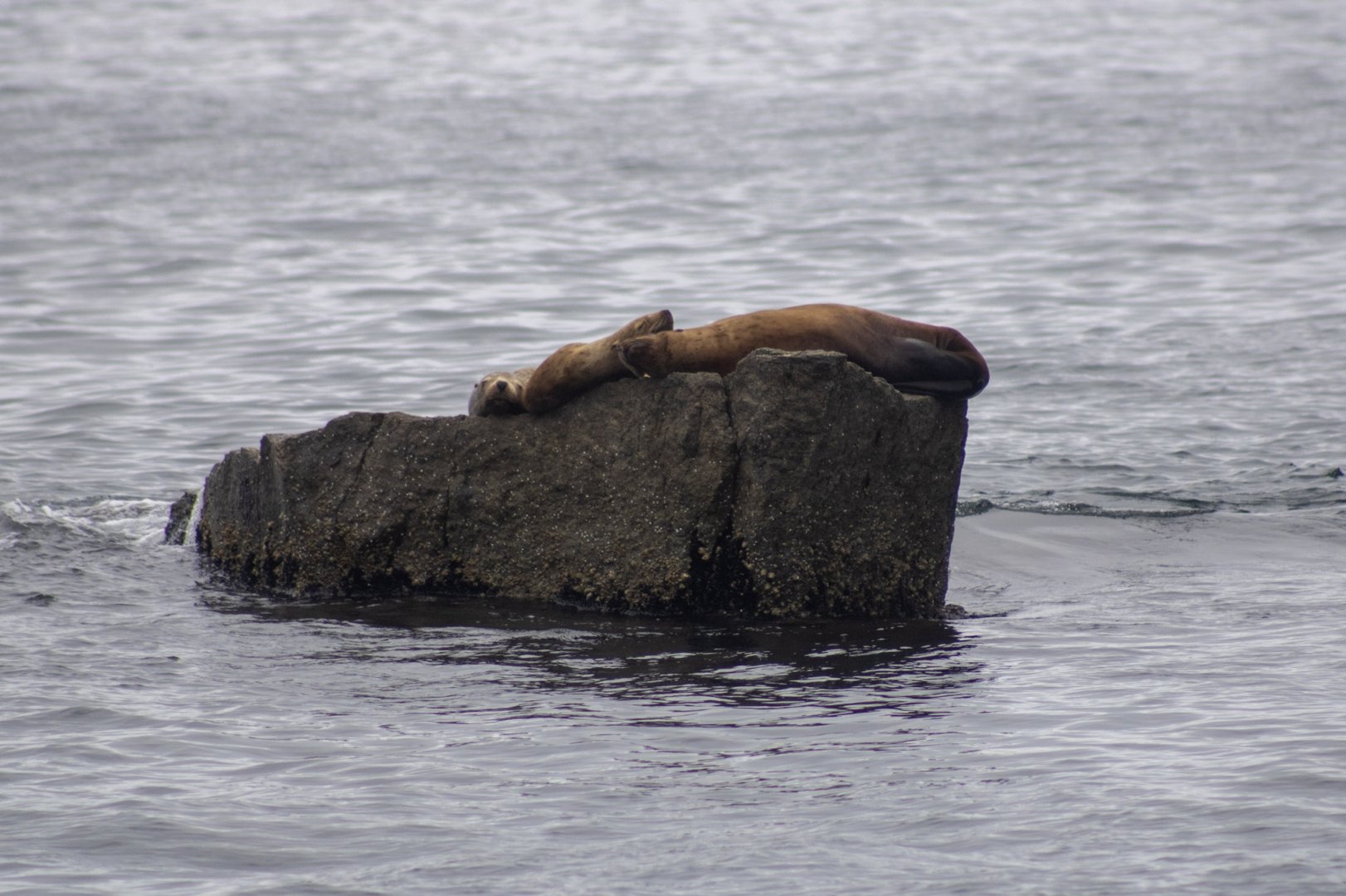 Steller Sea Lions - Alaska