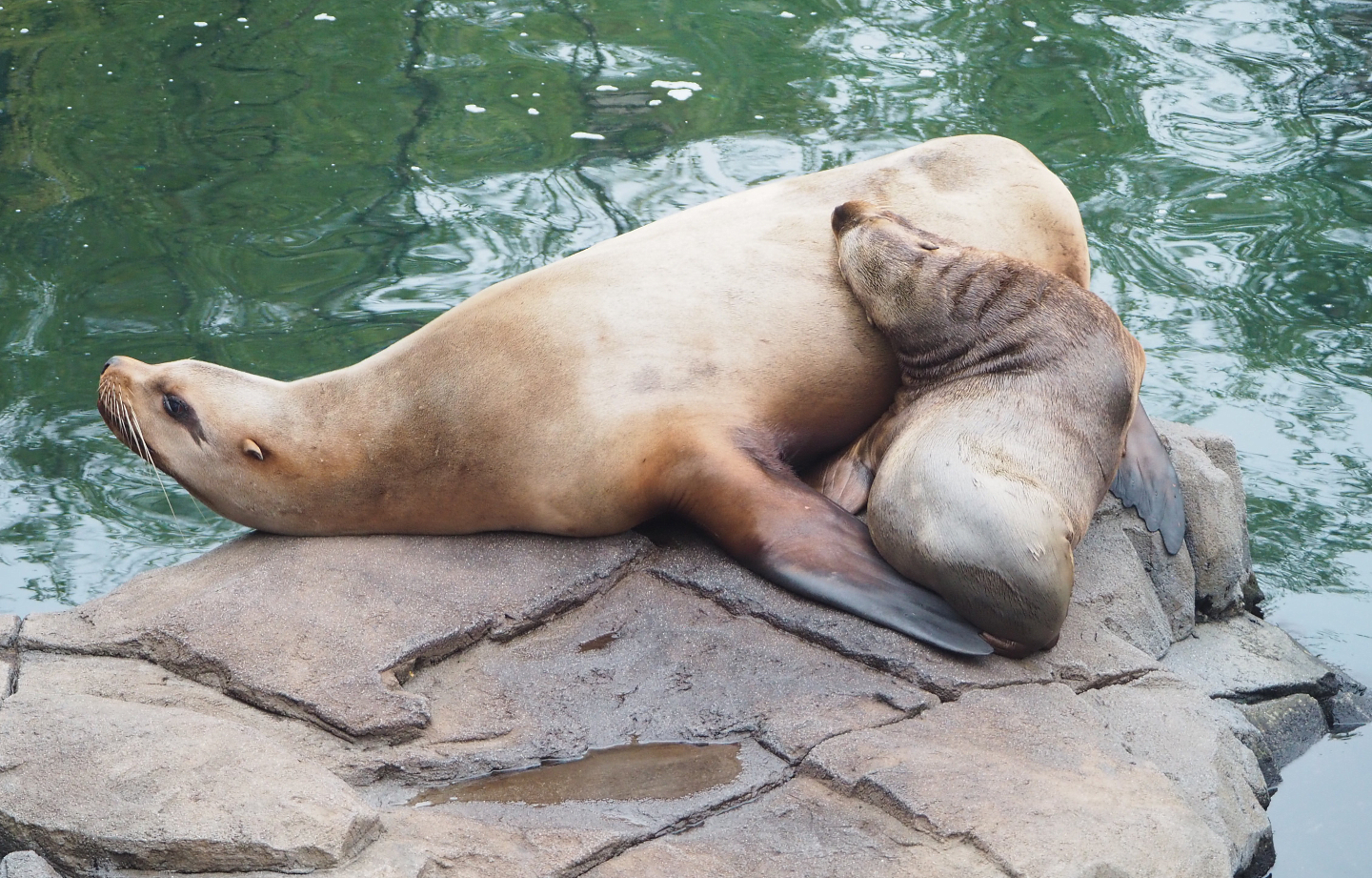 Steller sea lions (Eumetopias jubatus), Female and juvenile, 2022-09-14