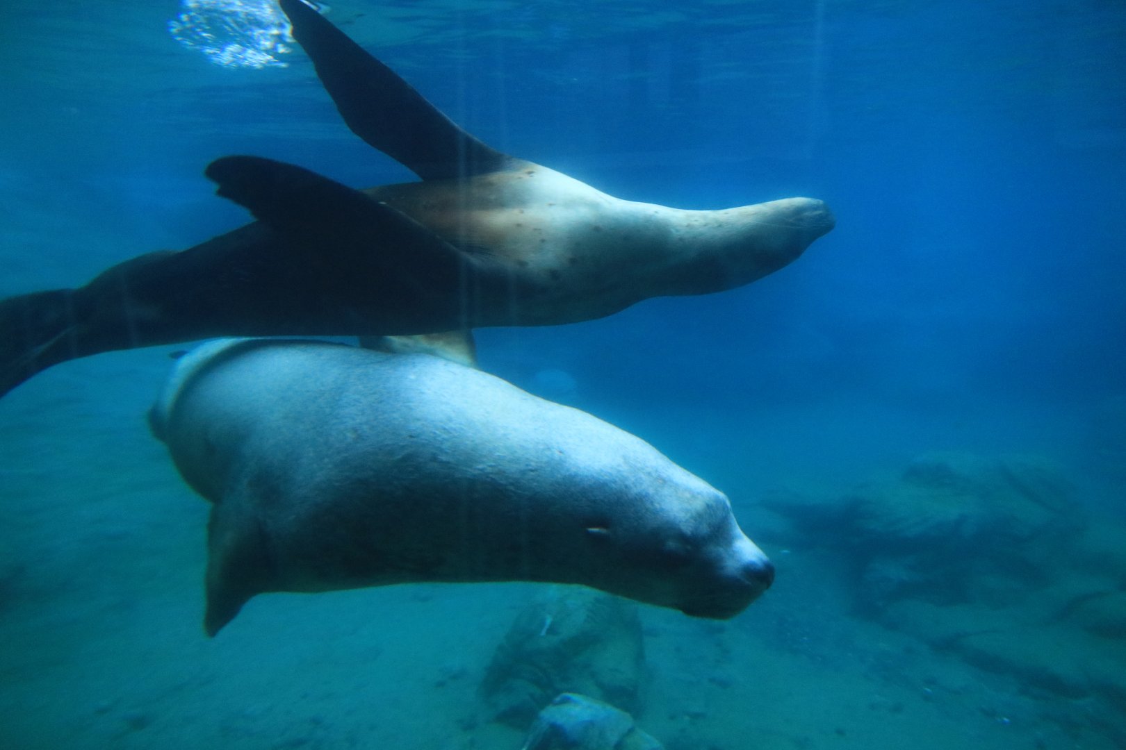 Steller sea lions (November 2019)