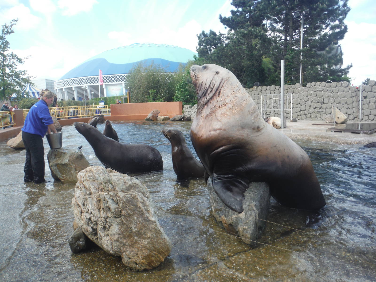 Steller Sea Lions.