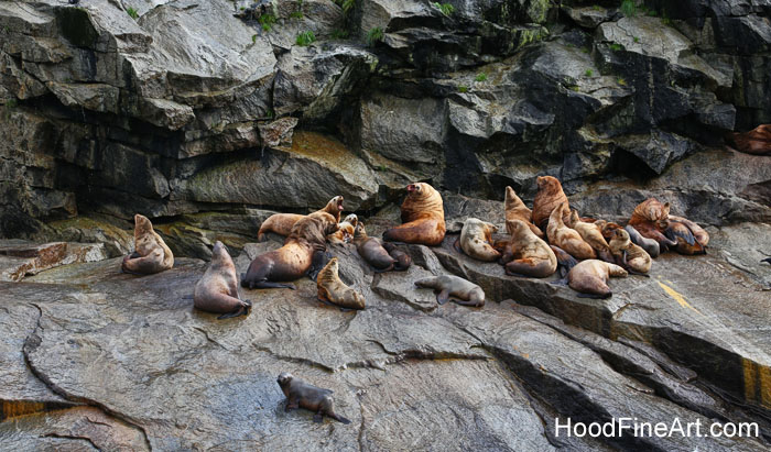 Steller sea lions