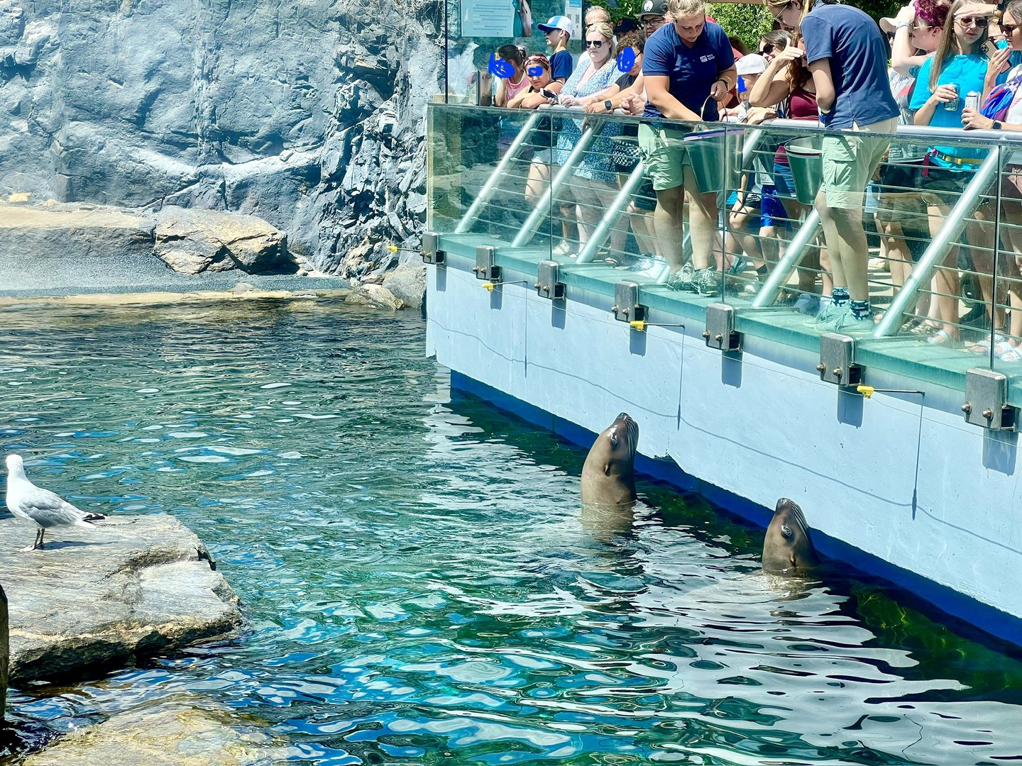 Steller Sea Lions