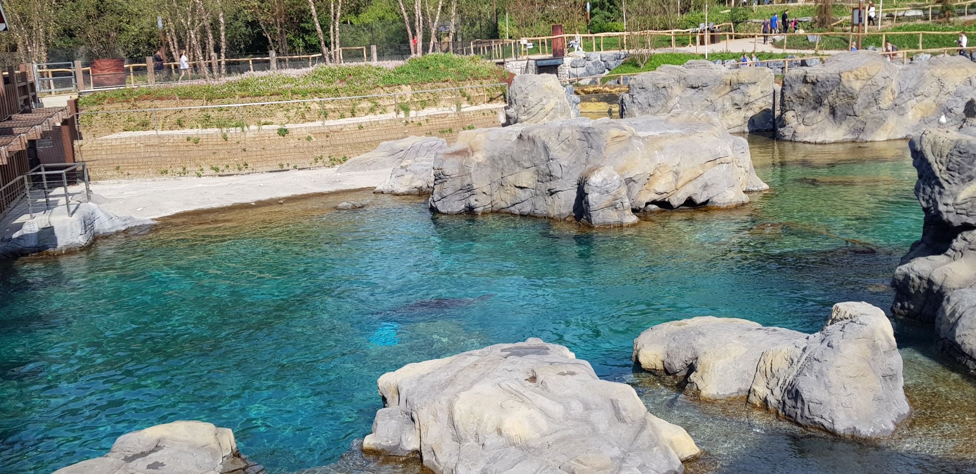 Steller sealion exhibit