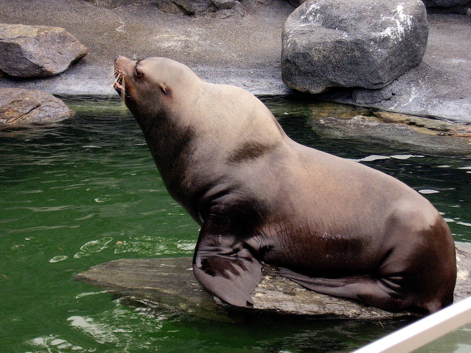 Steller Sealion m Kodiak - Mystic Aqua NOV06
