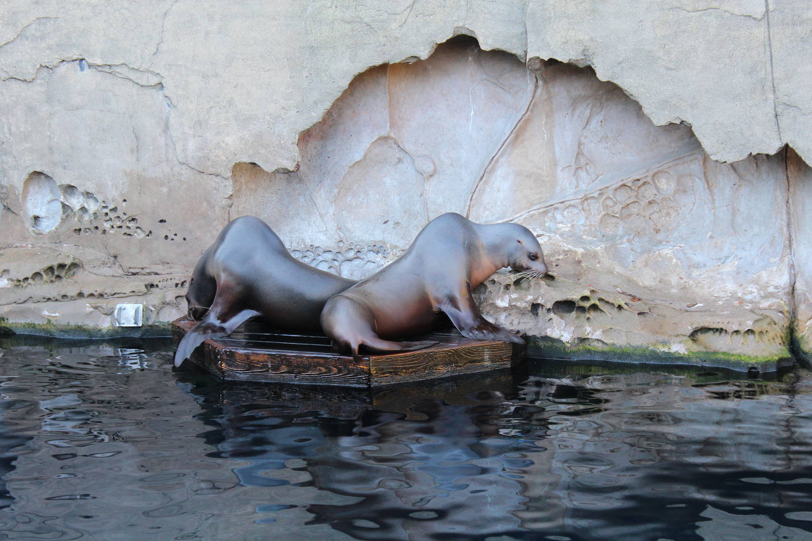 Steller Sealion - Nov 2014