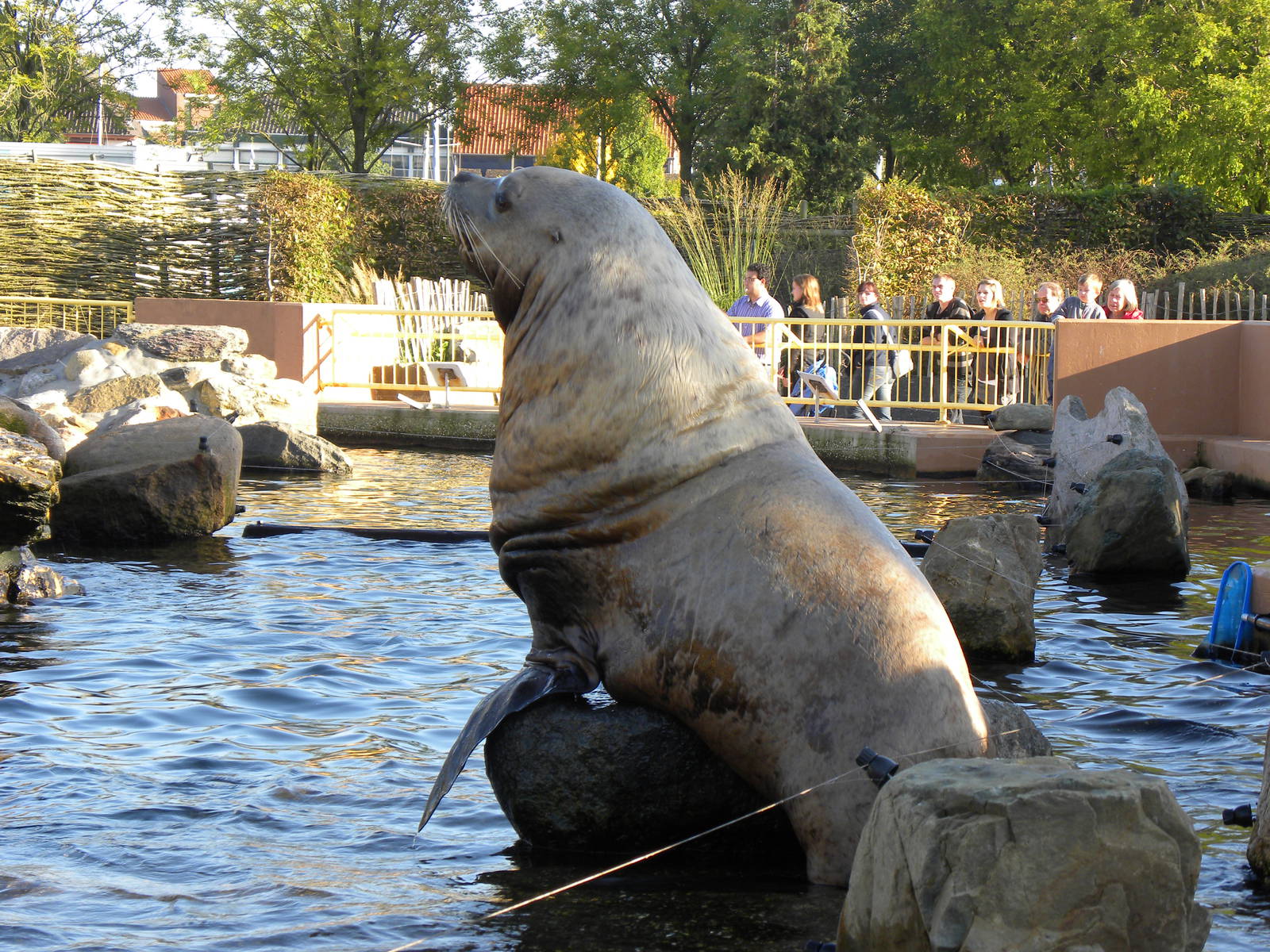 Steller sealion
