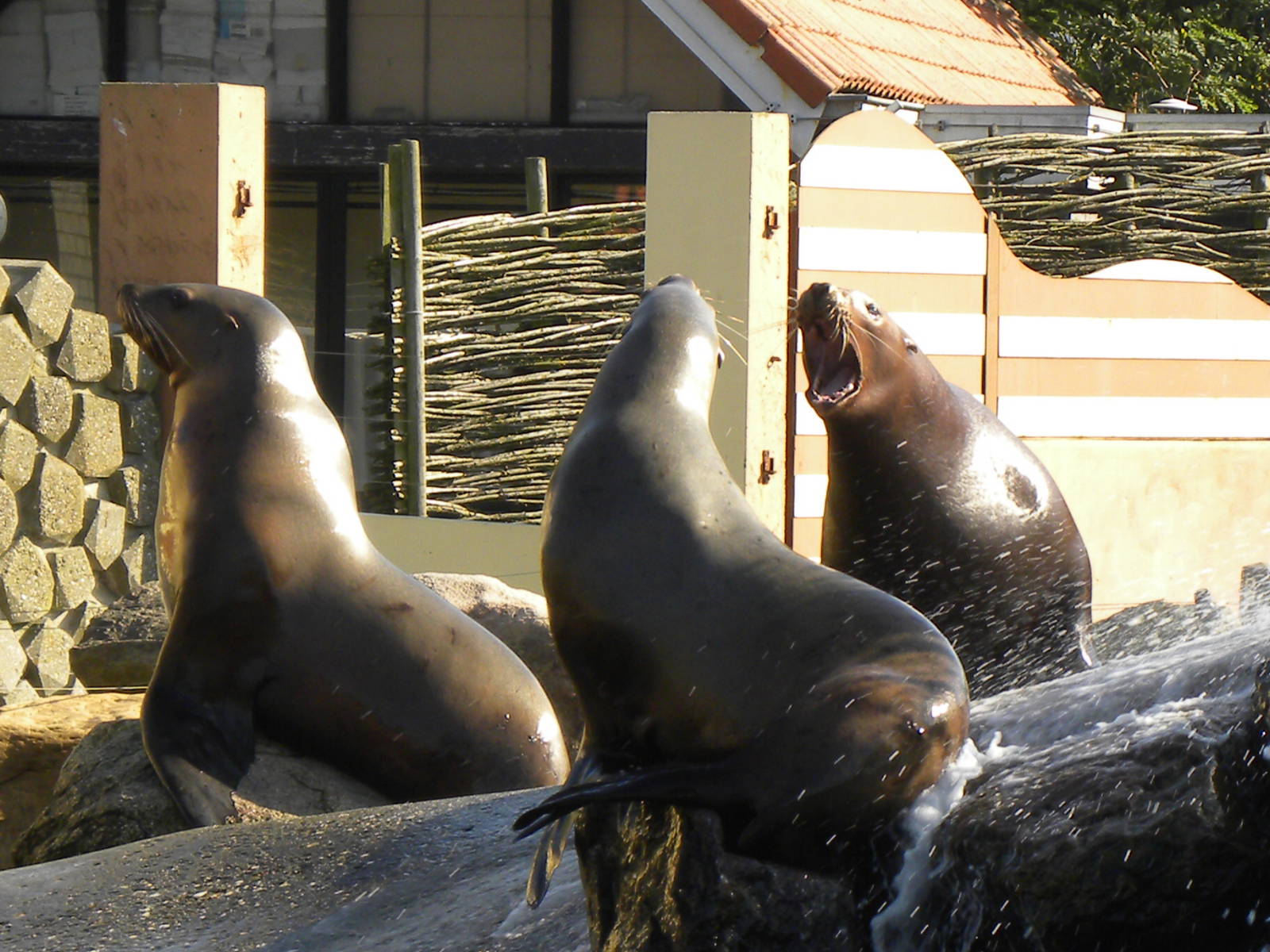 Steller sealion