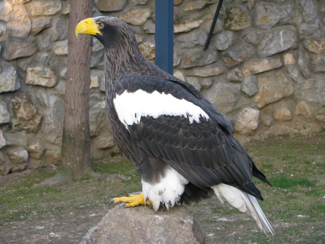 Steller_s_Sea_Eagle